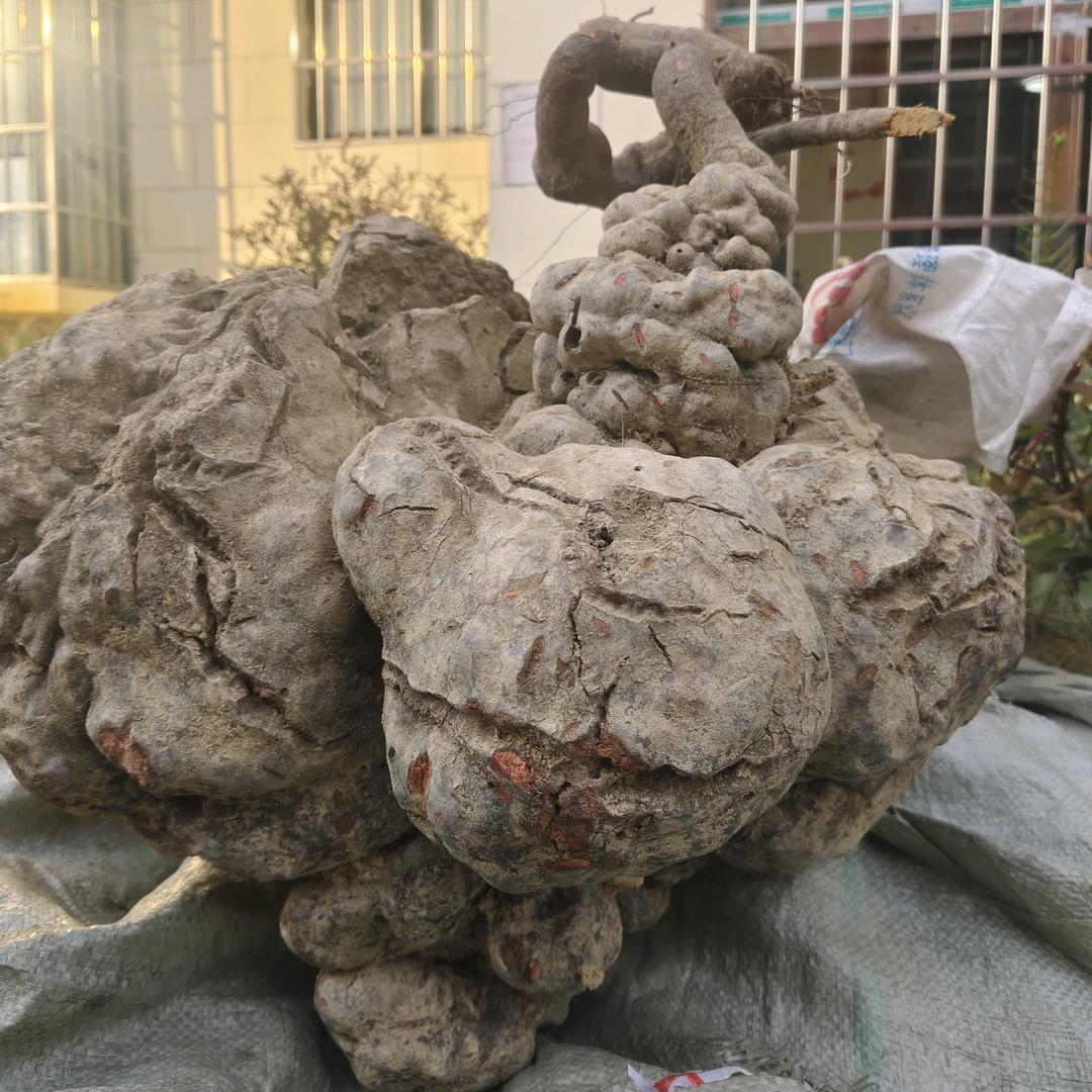 关岭[阿俊哥]特产下山货