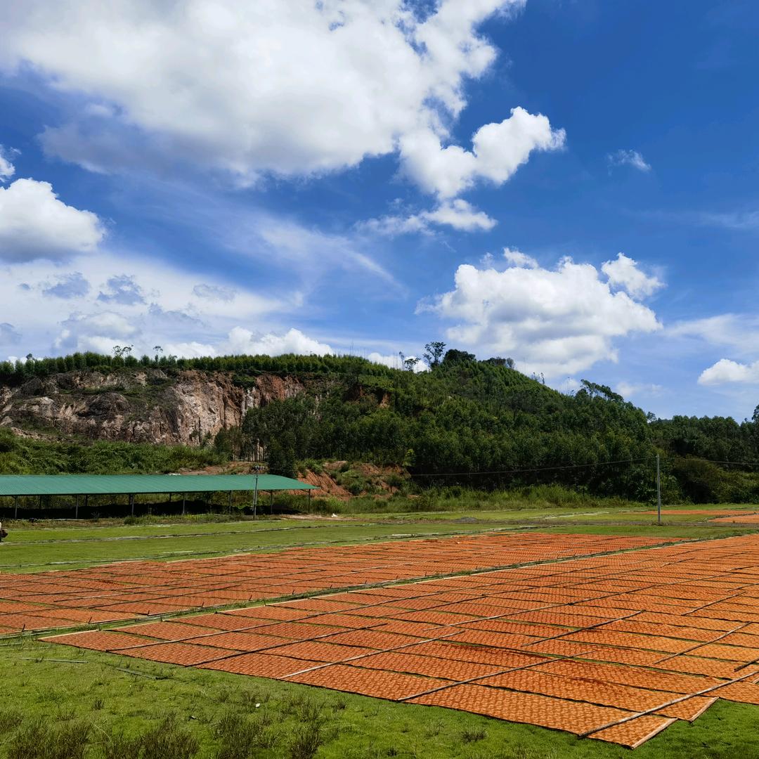 香云纱-晒莨农人