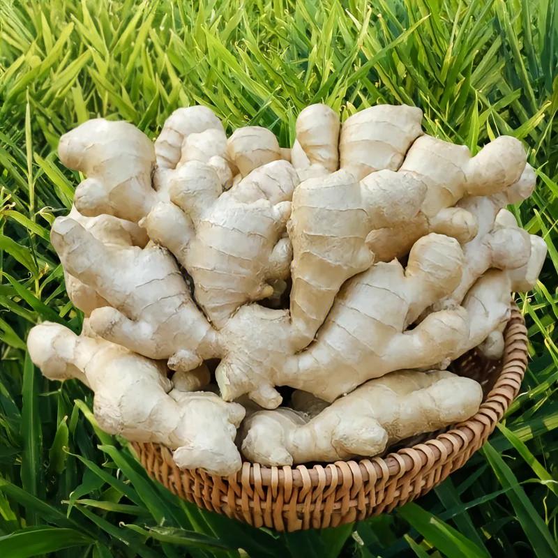 平舆县张亮生姜农质店,(农业正道)