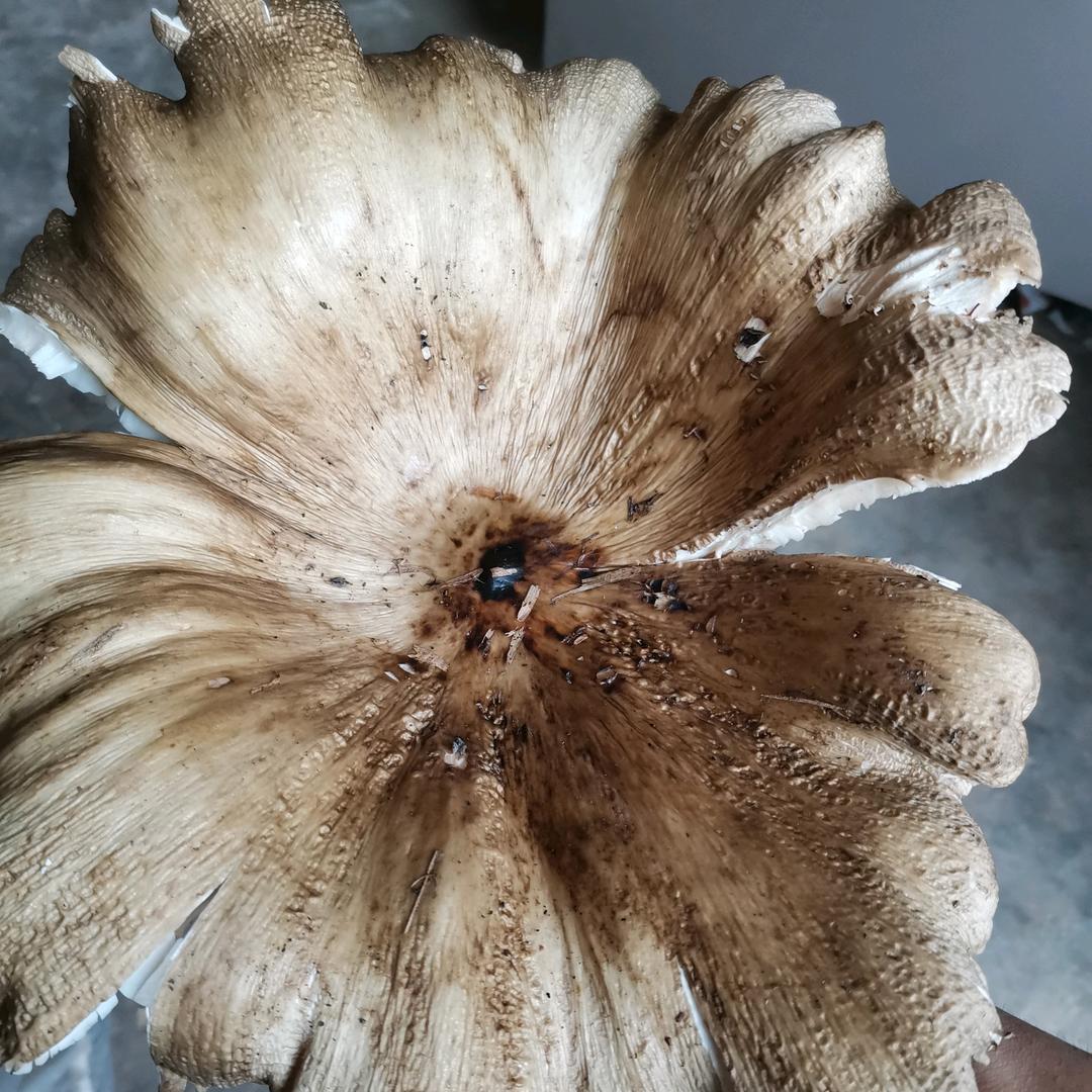 正在升级中………