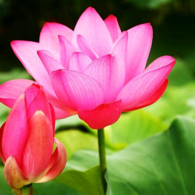 梁梁吉祥