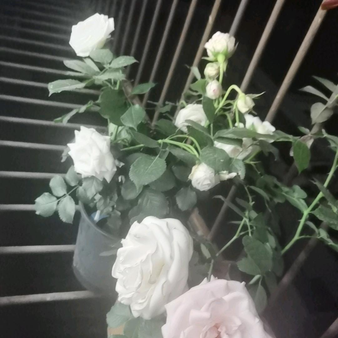 小雨爱妮妮