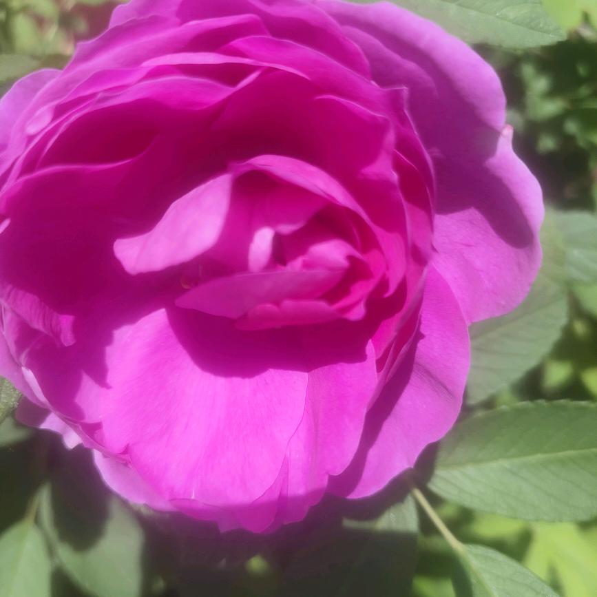 夕阳（拒闲聊有赞必回》