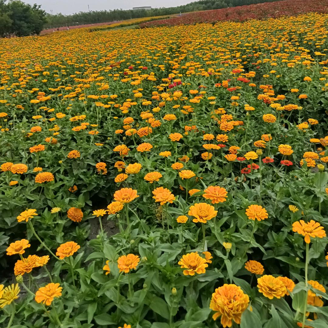 🧚🏽♀️🧚🏽♀️🧚🏽♀️