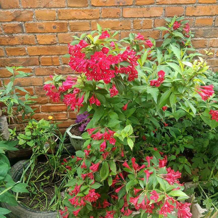 樱花树下的约定