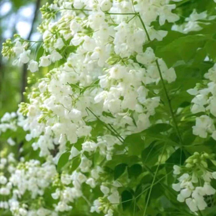 ૧(●´৺`●)૭