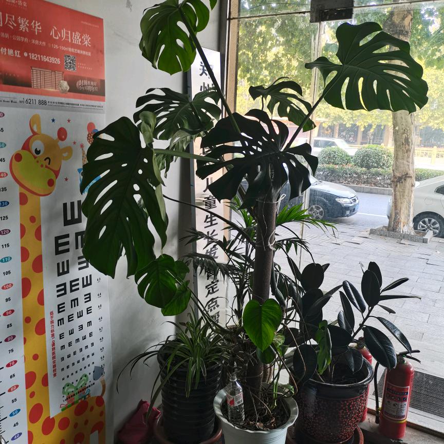 军珍