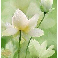 星星知我心❤️