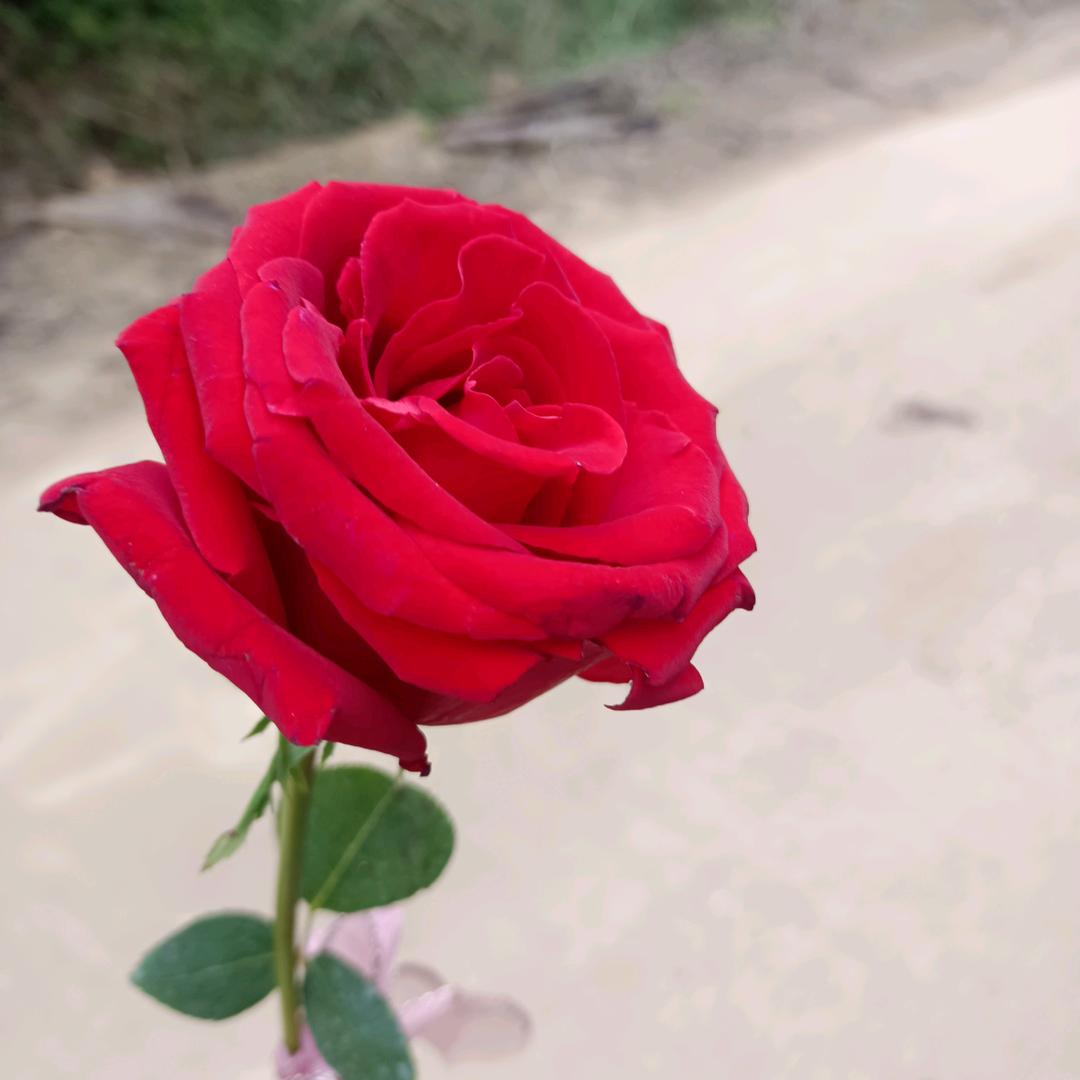 大妹
