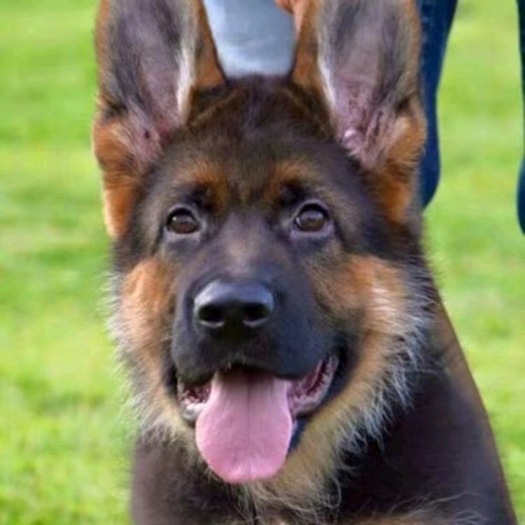 德牧工作犬俱乐部