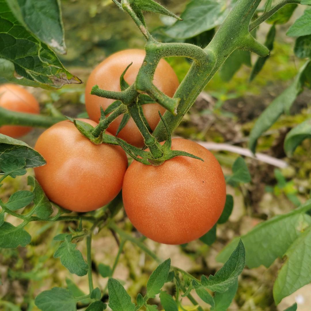 西红柿🍅