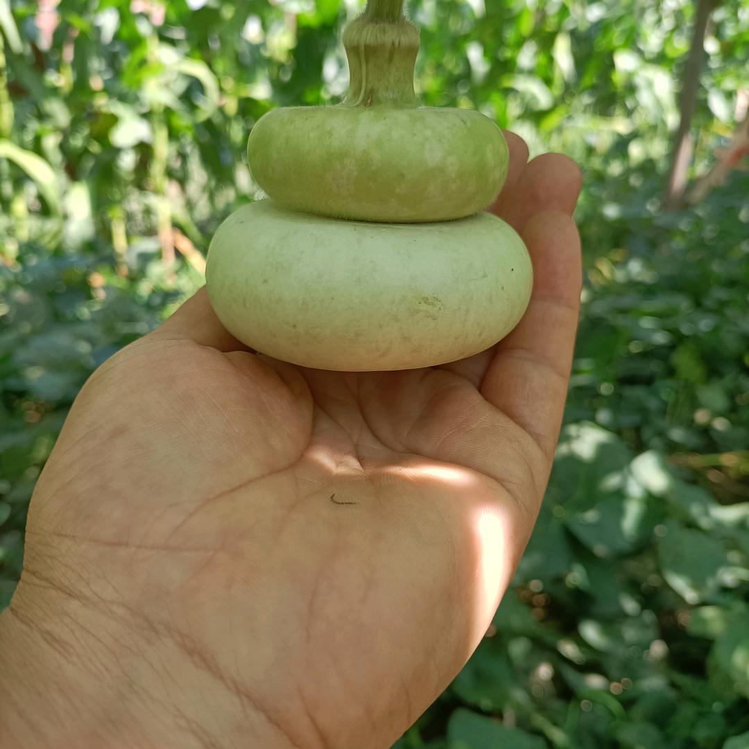 聊梁葫芦