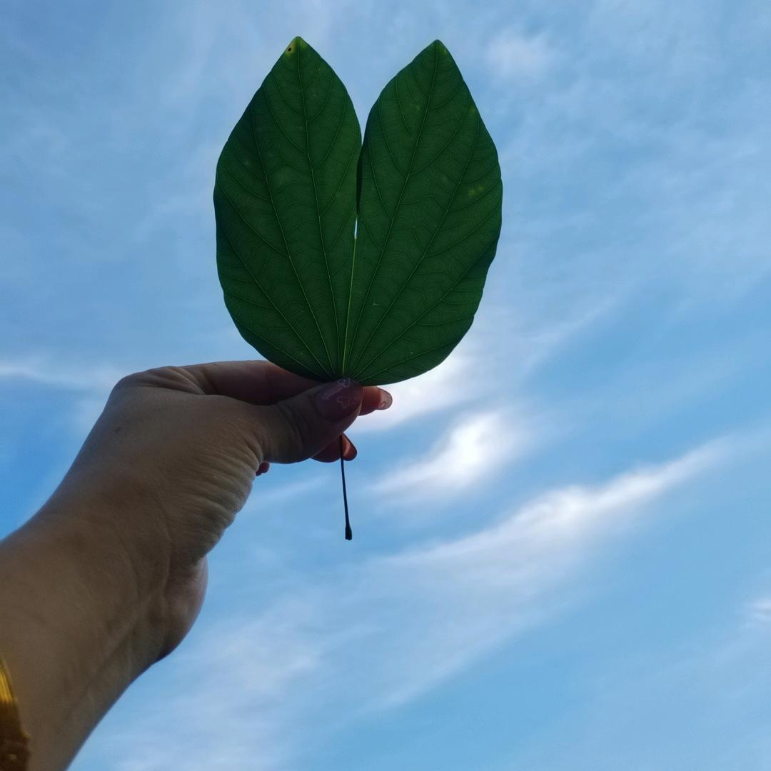 灿晨
