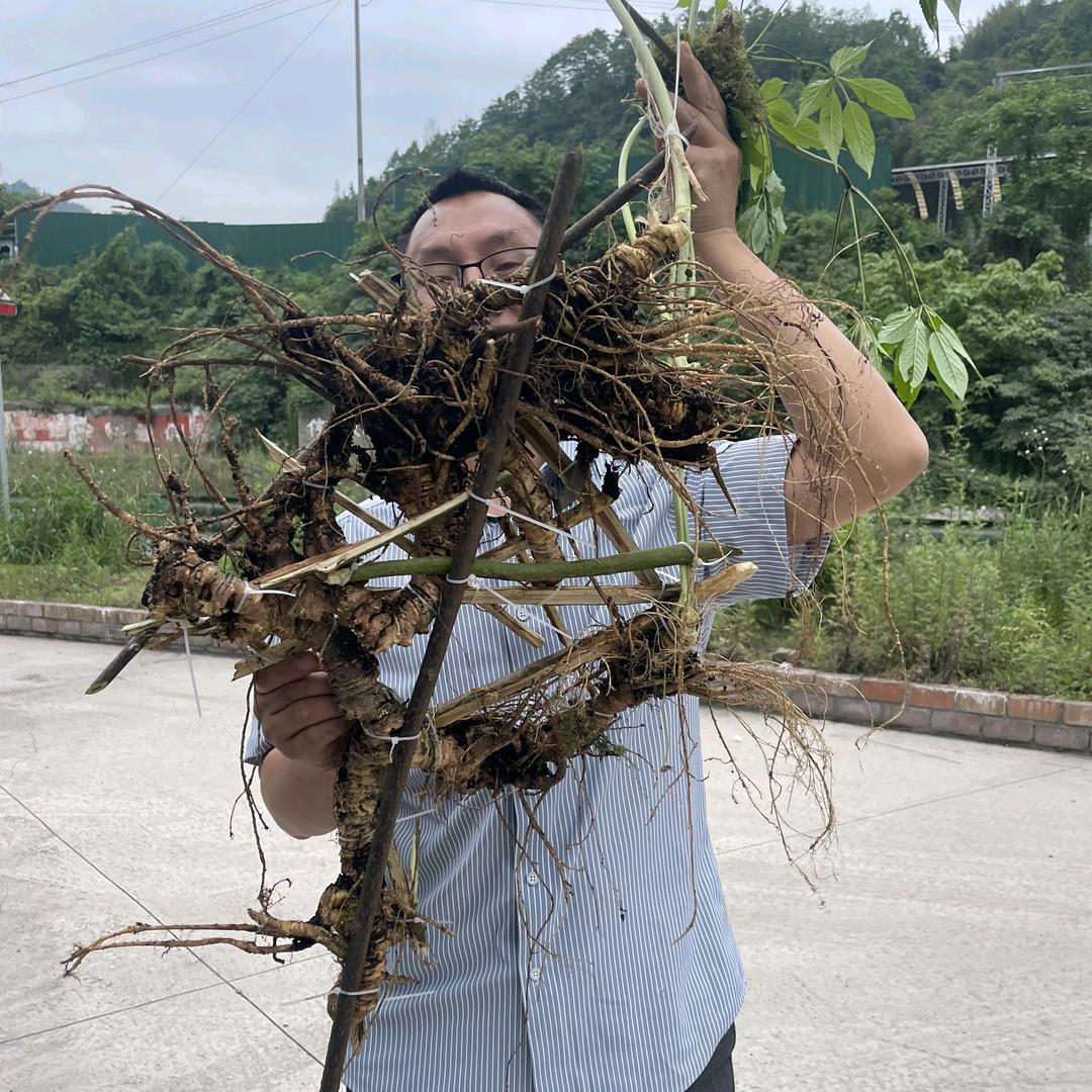 憨哥专营店 竹节参