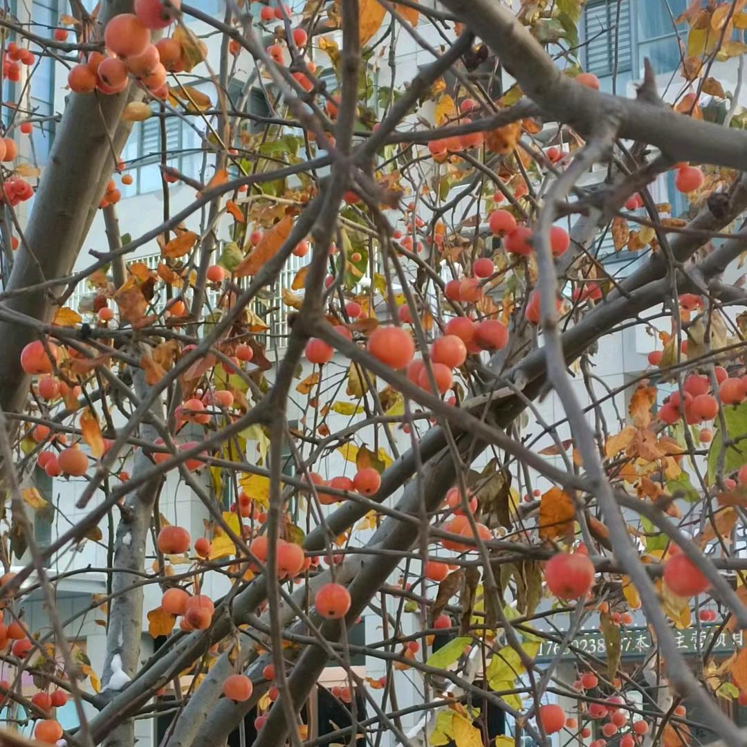 解读人生的学者