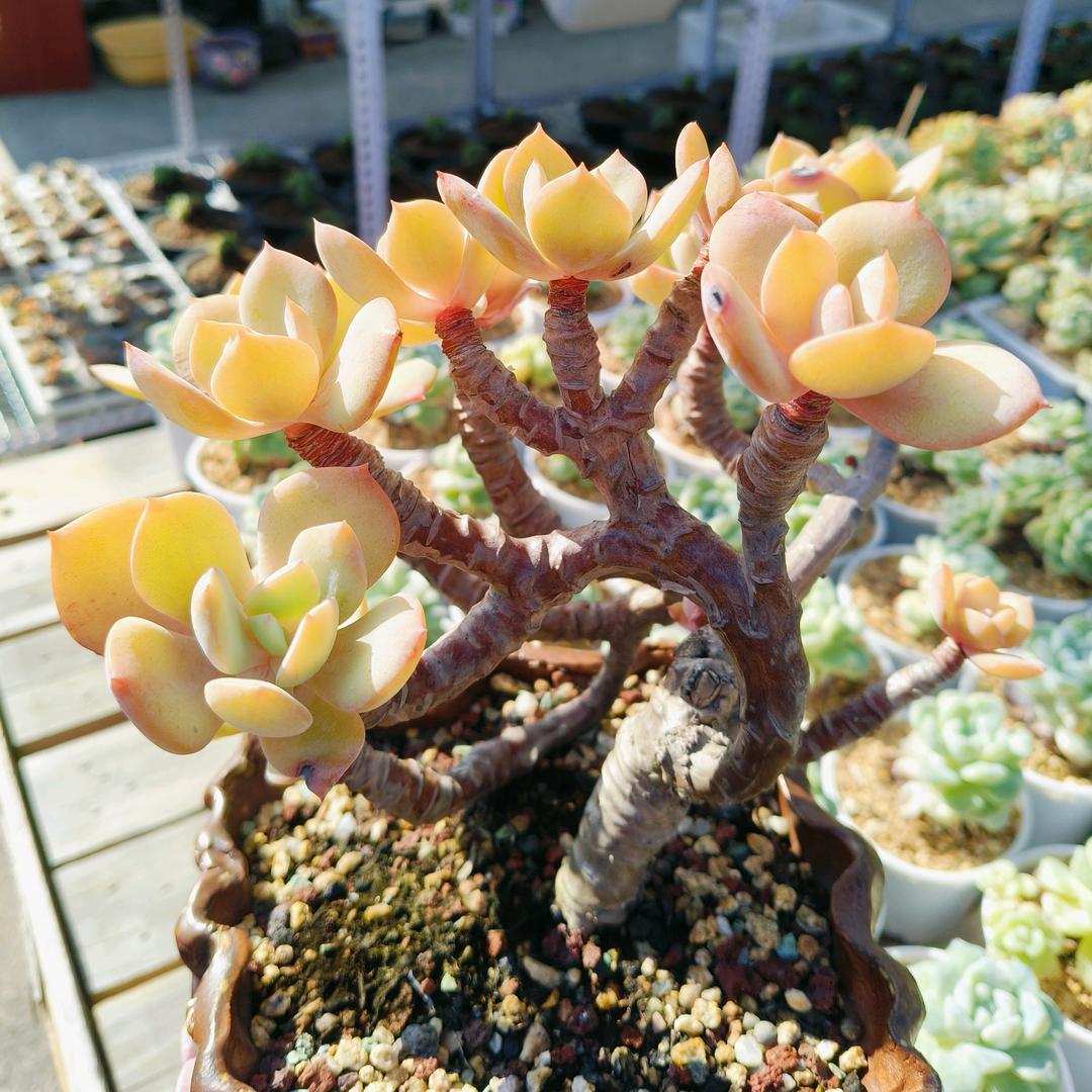 爱养多肉的狗卷主子