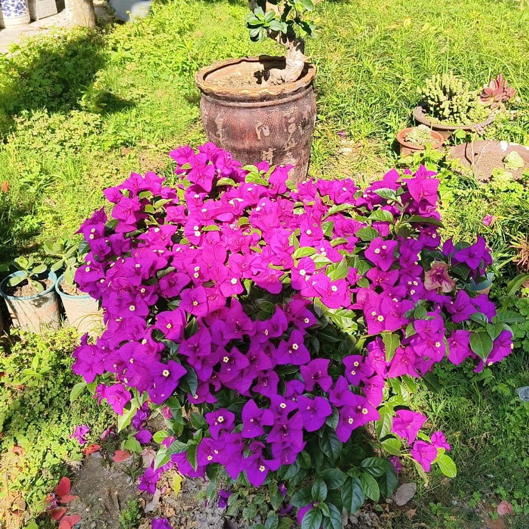 唯颖