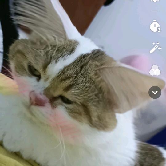 猫咪是咪咪呀~头像