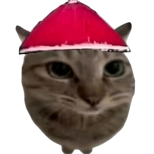 猫meme小皑