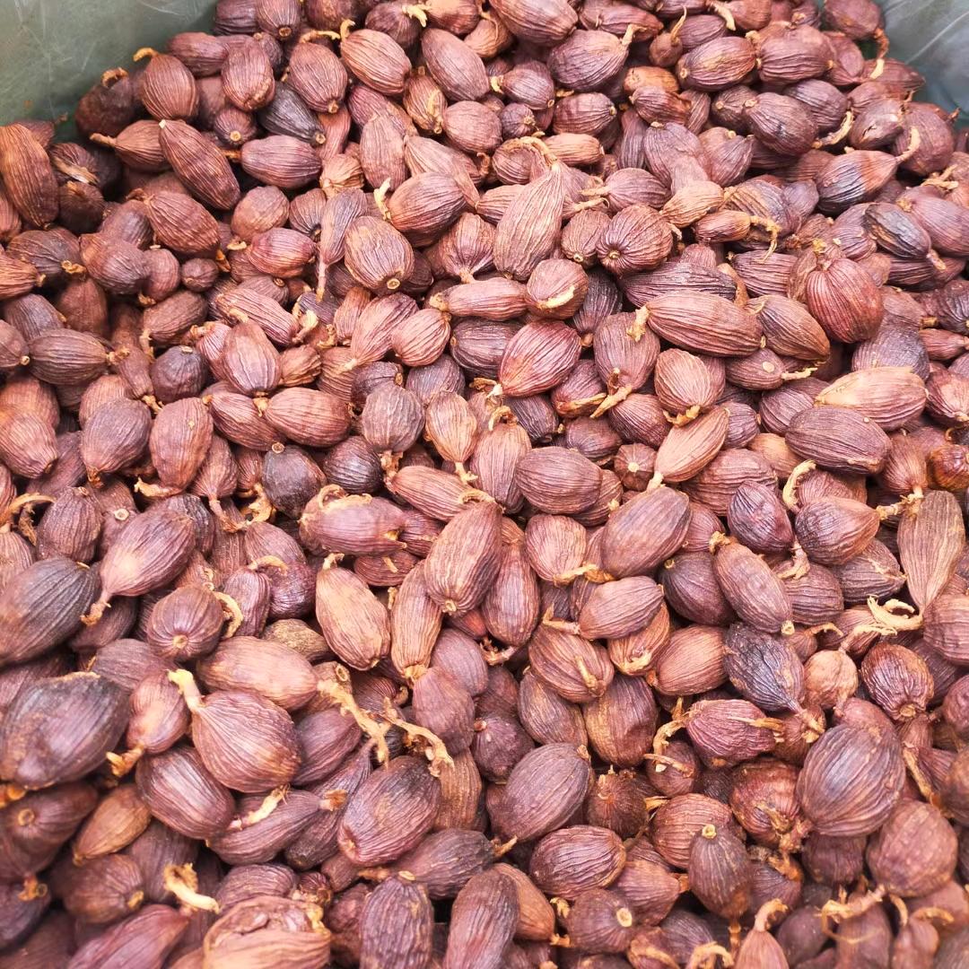 草果王　 　  ╲　　༽