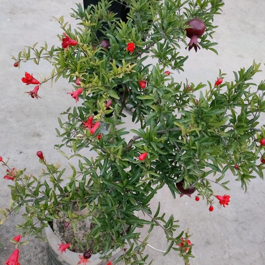 💗᭄善待自己🌹🌹🌹