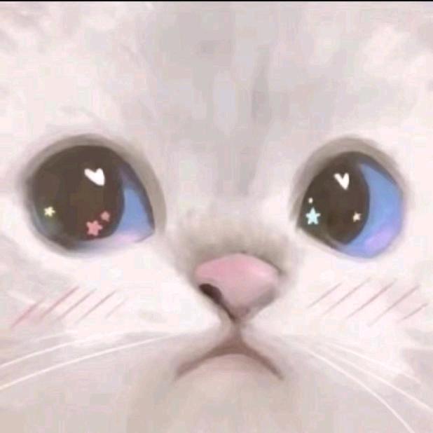 云上花开民宿—小咪