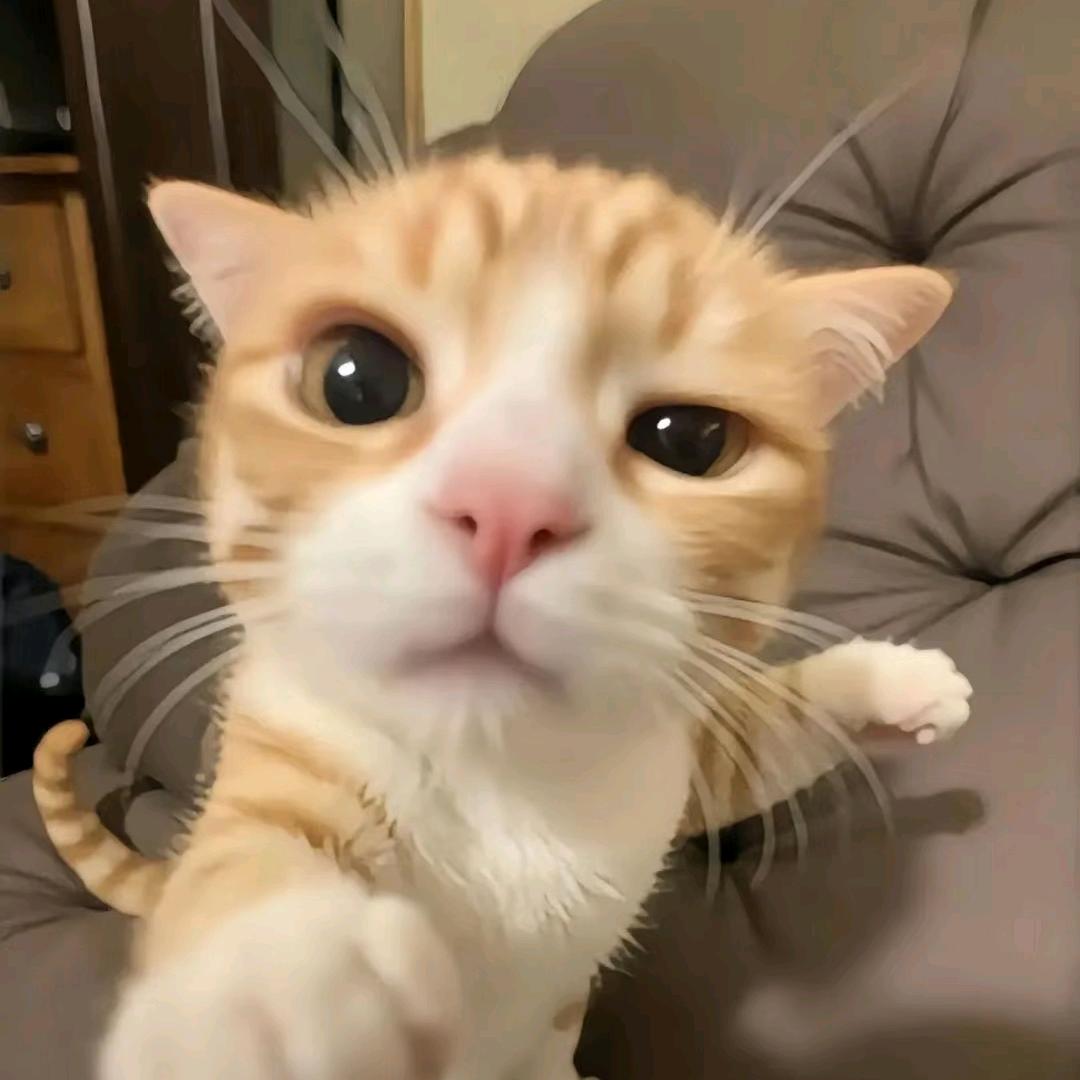 松鼠卡