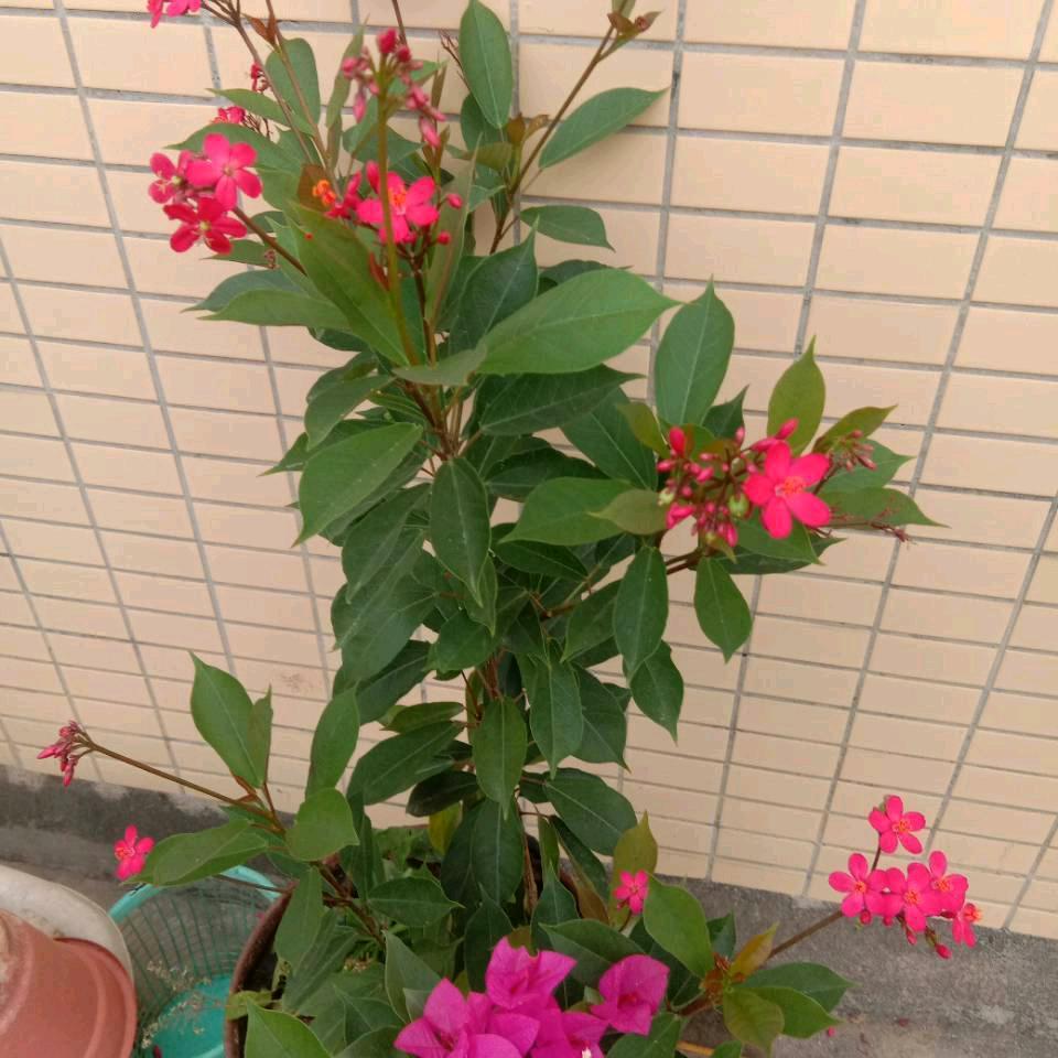 营欢唱歌交朋友