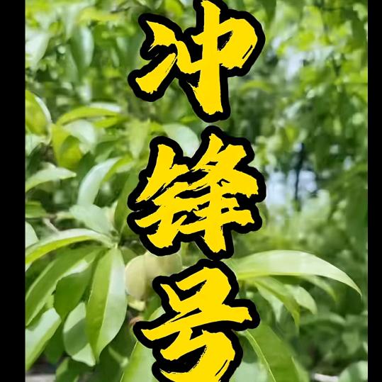 从心使者