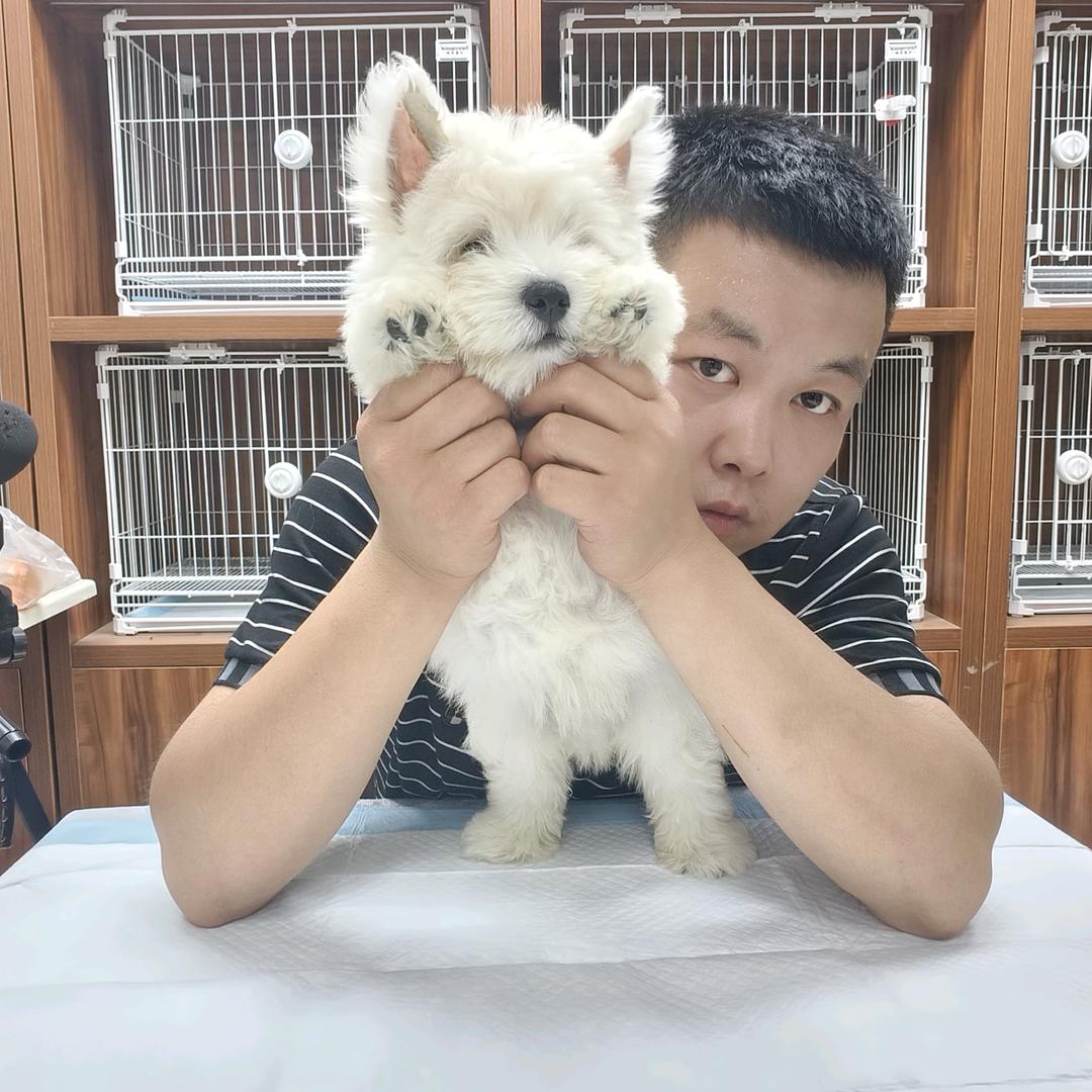 北京梗天下犬舍