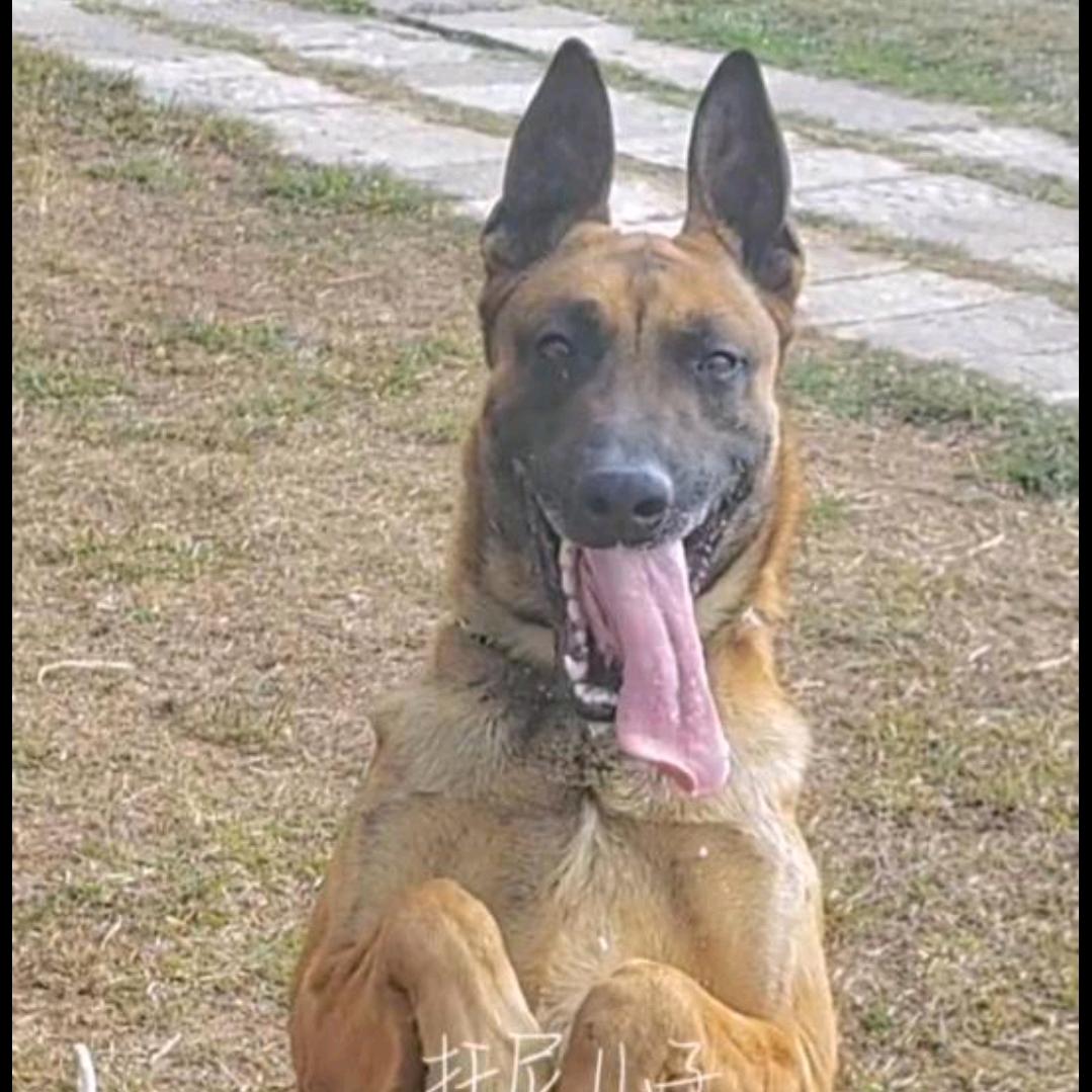 昆明马犬之家        2   号