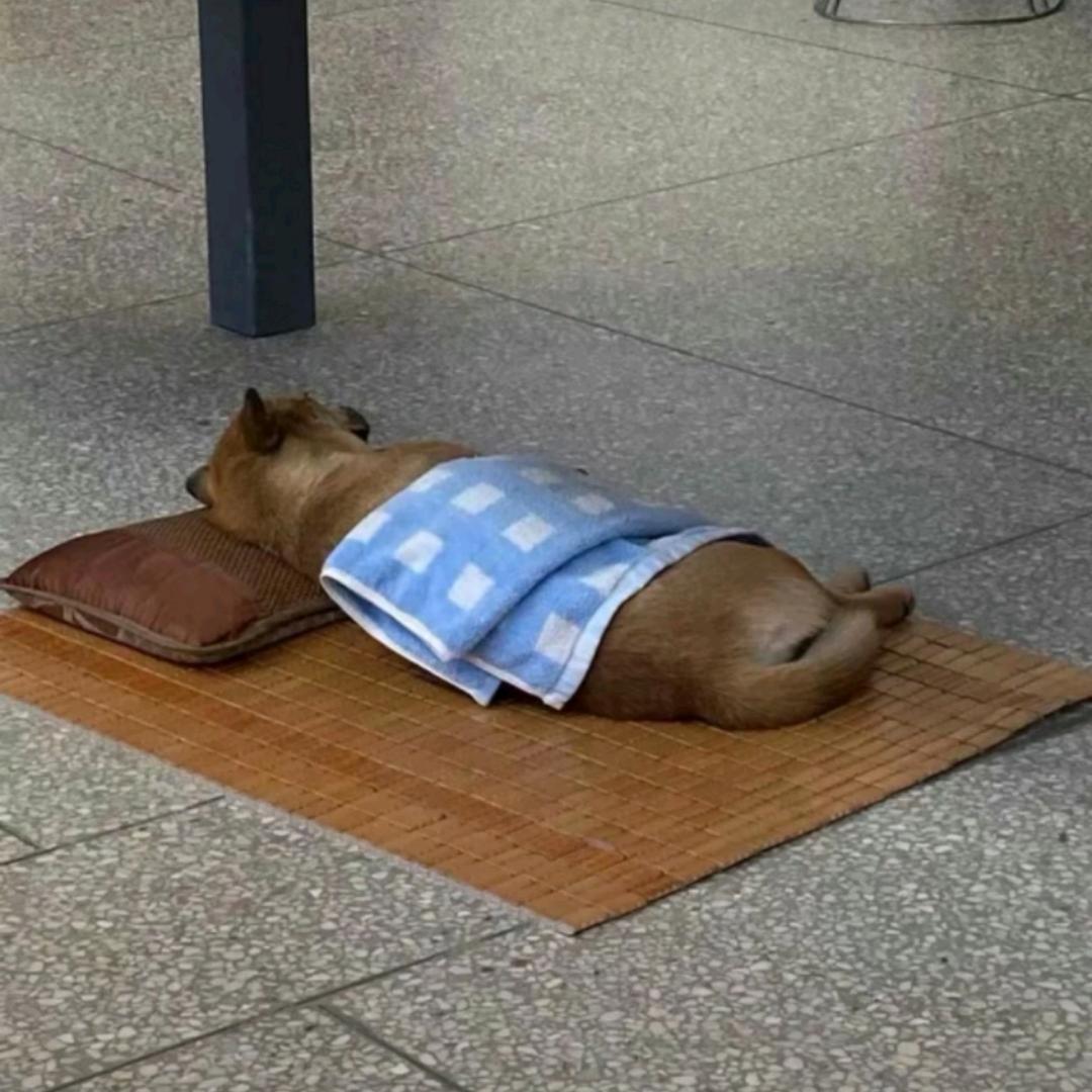 世界在雾中