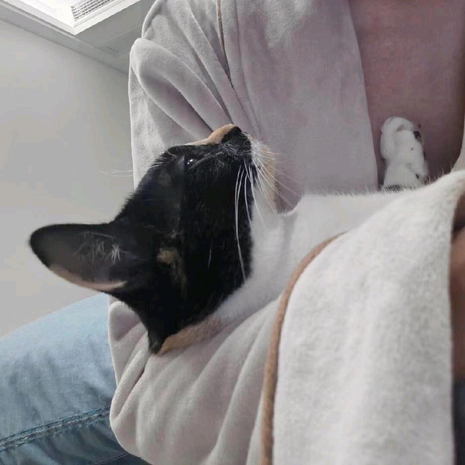 大象先生啊啦啊啦