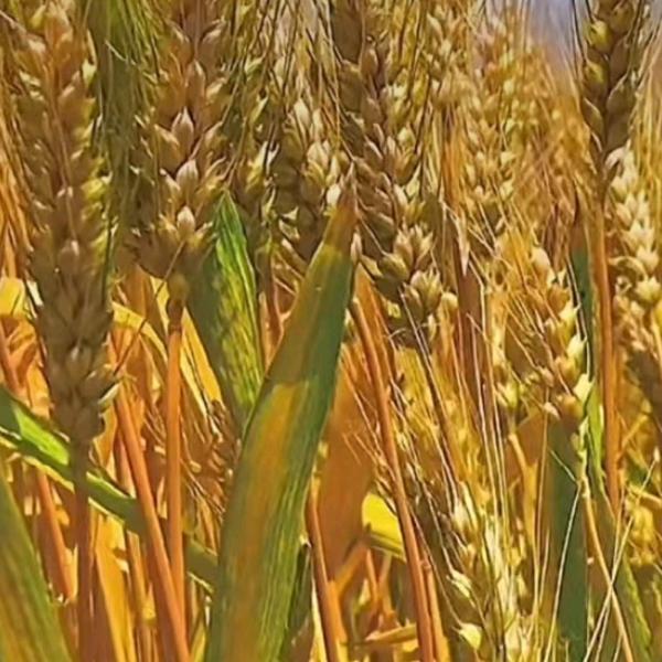 宁固镇犟骨头砂锅炖