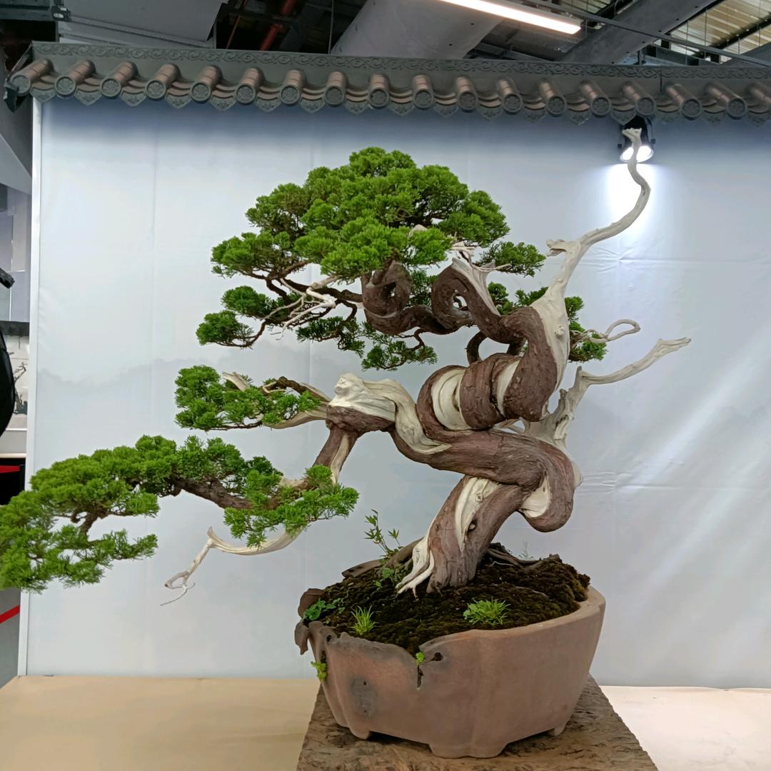 宇航盆景