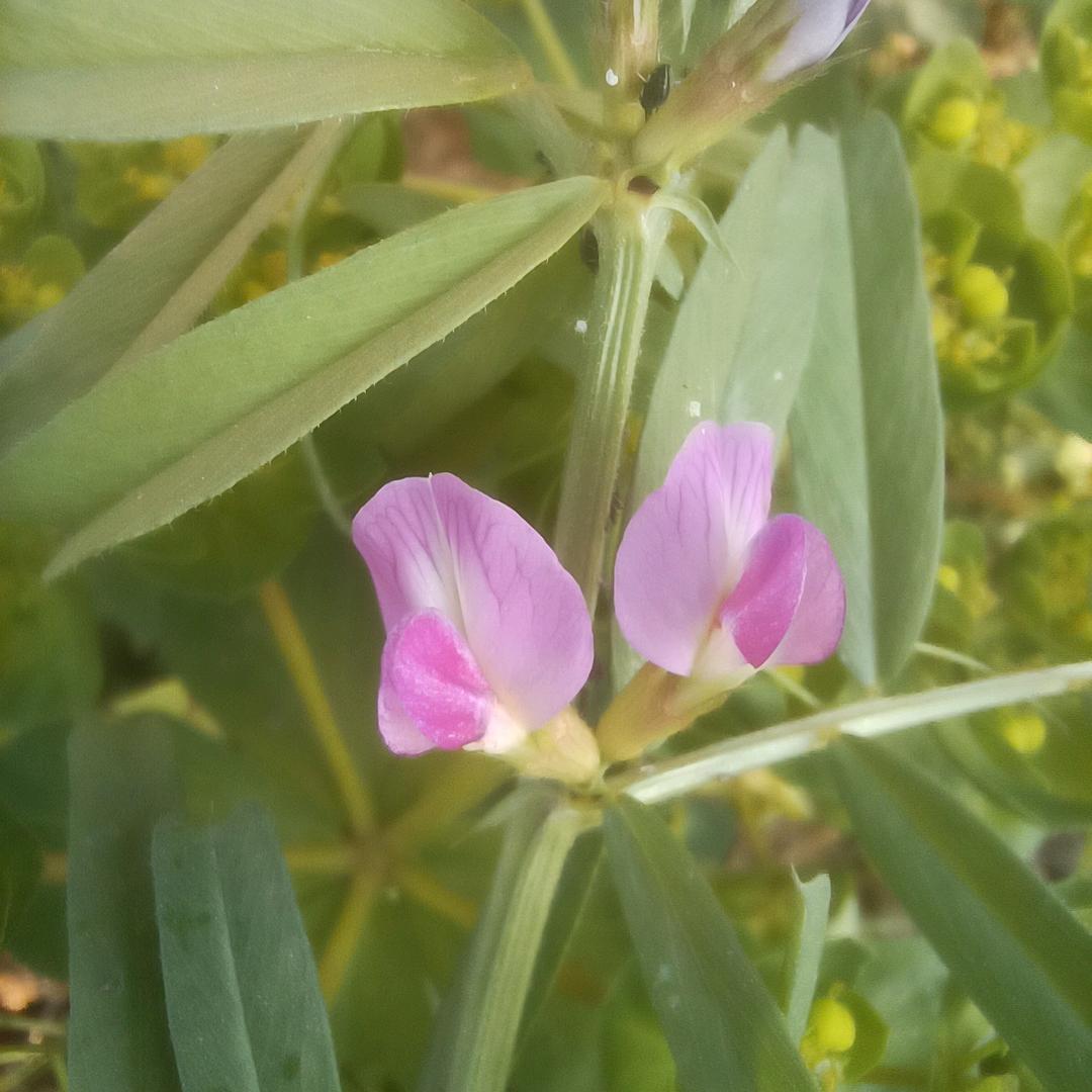 春暖花开富贵