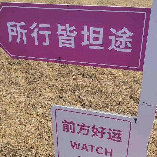 我爱紫苏