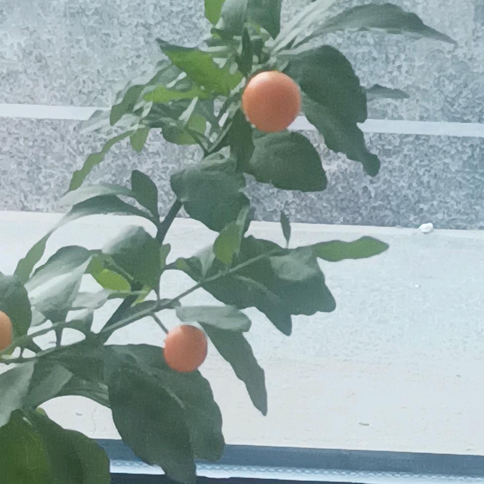 梦想成真🌹🌹🌹