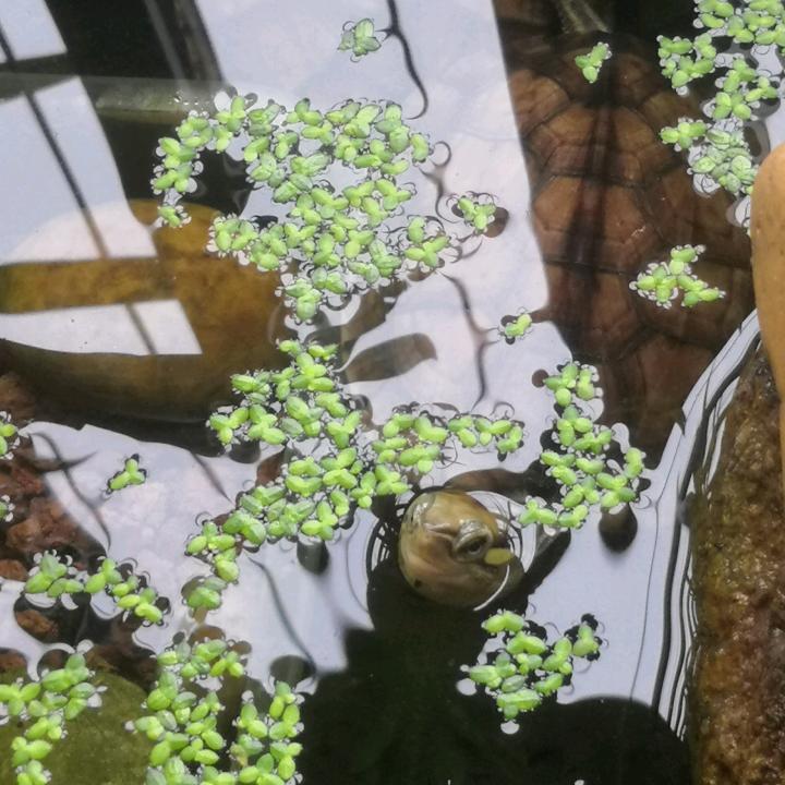 鱼缸里的小乌龟