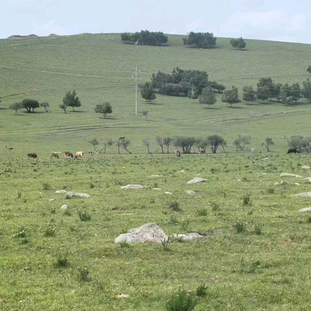 热阿线户外烧烤露营.把肉.