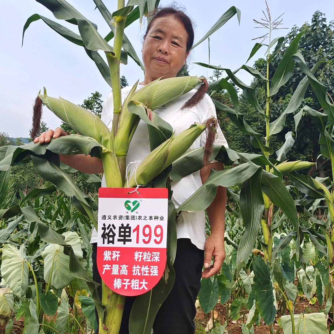 顺场黄六