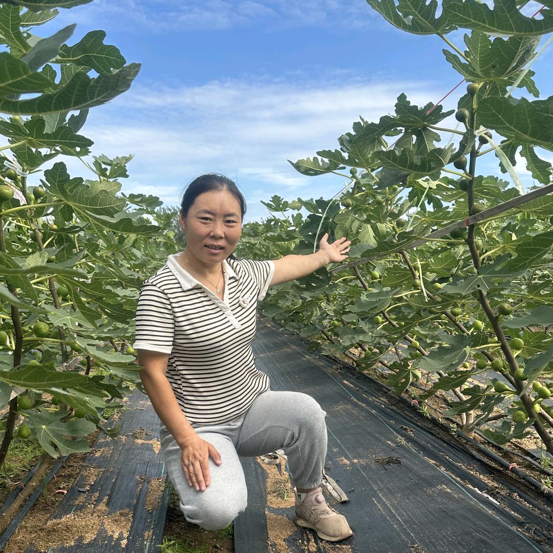二妮子无花果种植基地