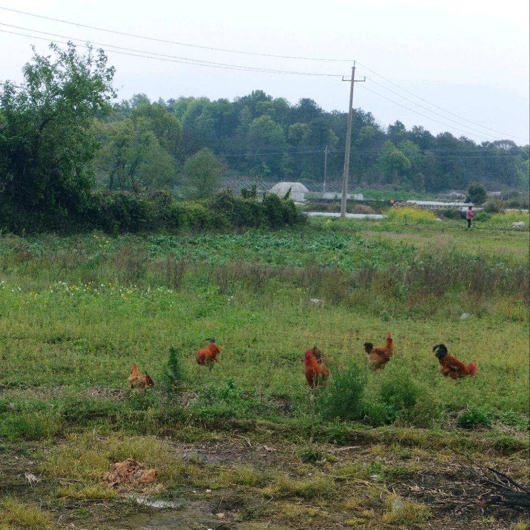农家阿发食品严选店