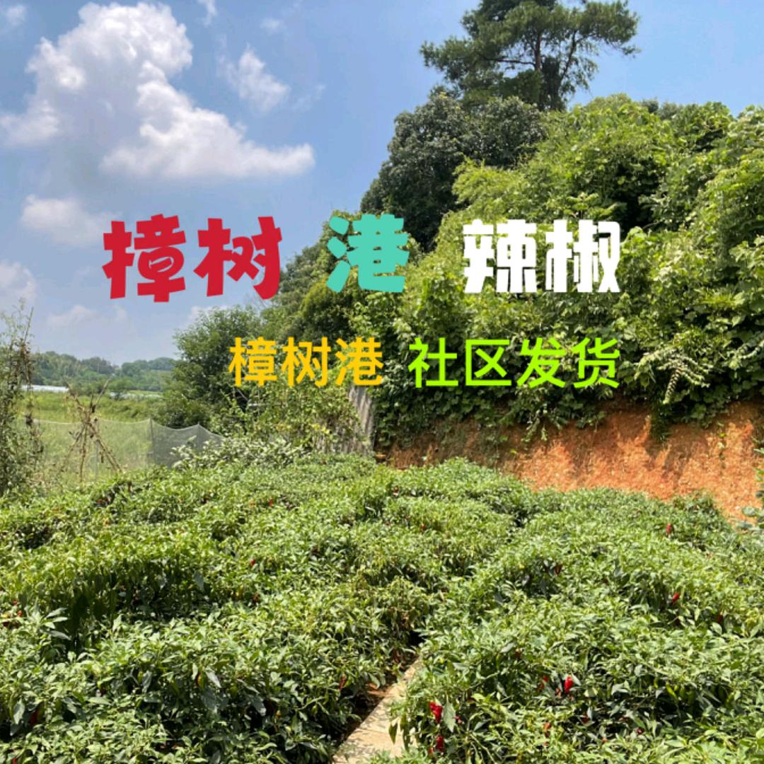 樟树港辣椒周闪闪（二）