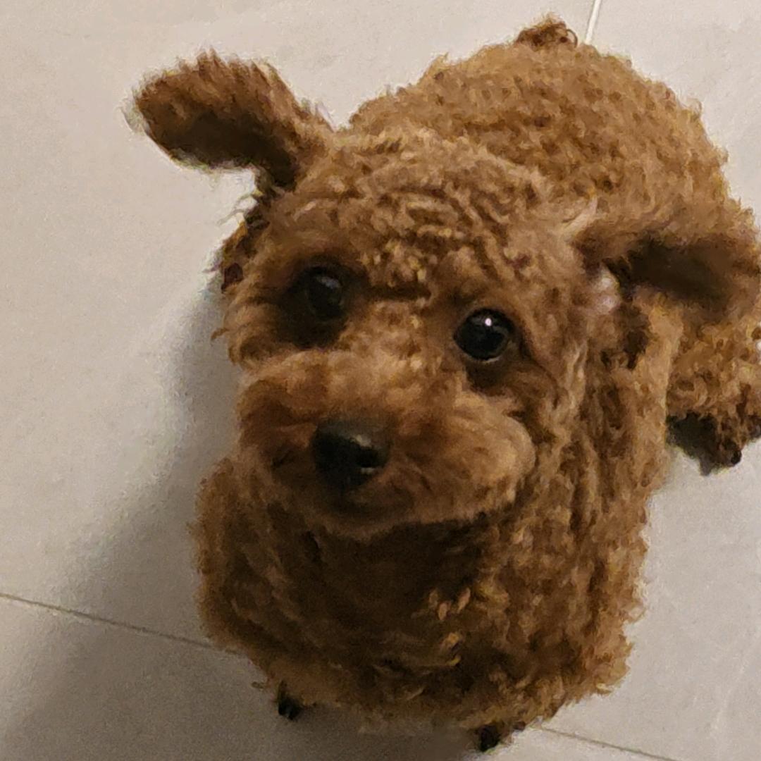 了蔲