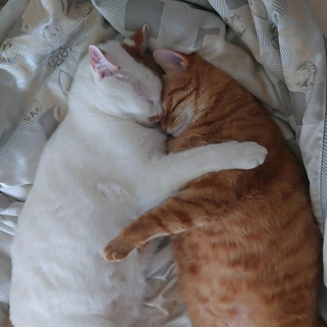 🐱雪饼&仙贝🐱头像