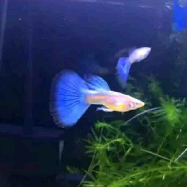 水族甄选福利社