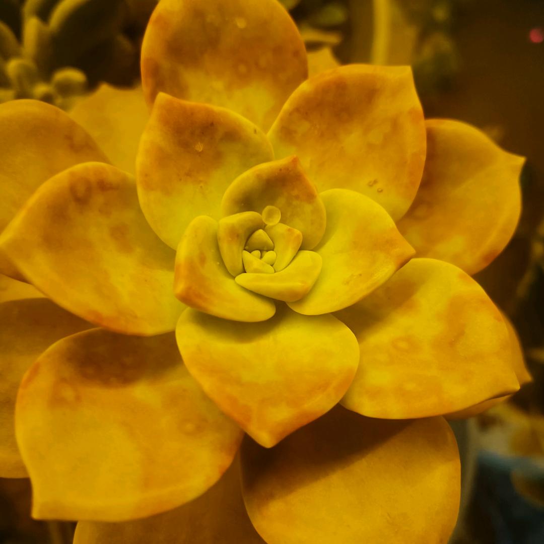 ꧁🌹笑着✧退场🌹꧂