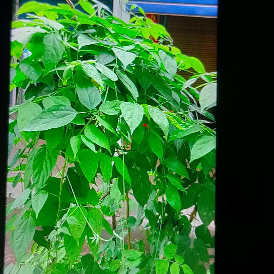 🍎幸福一家