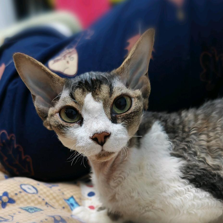 卷毛精灵奇遇记